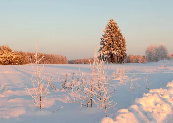 Journée Givrée Dans Une Clairière Paysage Hivernal — Photo