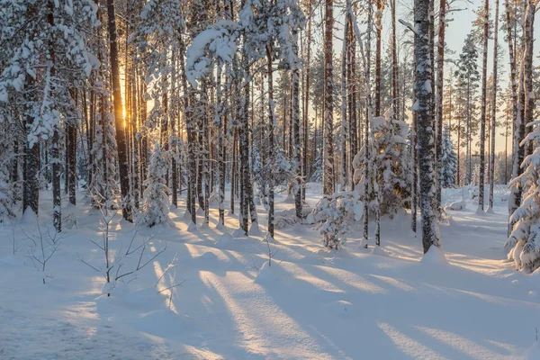 Ледяной День Лесной Поляне Зимний Пейзаж — стоковое фото