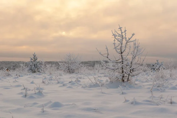 Frosty Dag Een Bos Glade Winterlandschap — Stockfoto