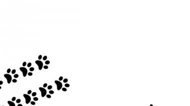 Hayvan ayak ayak ayak izleri pawprints köpek kedi geçiş 4 k pençe izleri