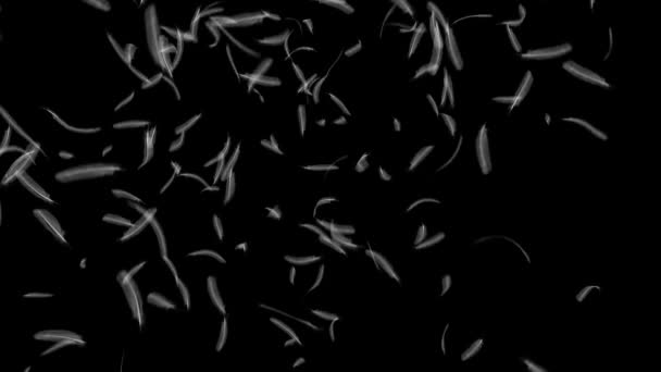 Plumas cayendo sobre fondo negro 4K — Vídeo de stock
