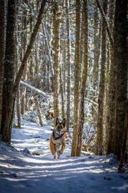 Alman çoban köpek iz çalışan