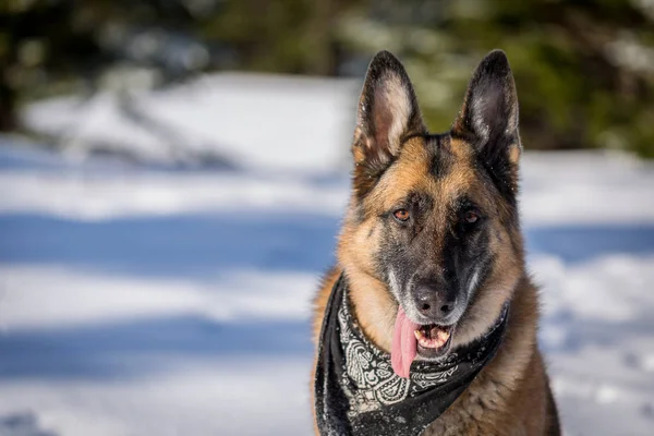 Perro pastor alemán sentado en la nieve — Foto de Stock