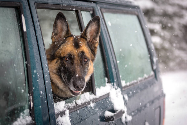 German Shepherd Dog looking out the side window of a SUV