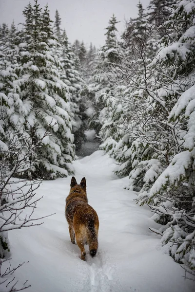 Tysken Fåraherde hund att göra färska stig ner trail — Stockfoto