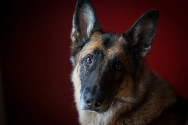 Cabeza inclinada en perro pastor alemán delante de fondo rojo —  Fotos de Stock
