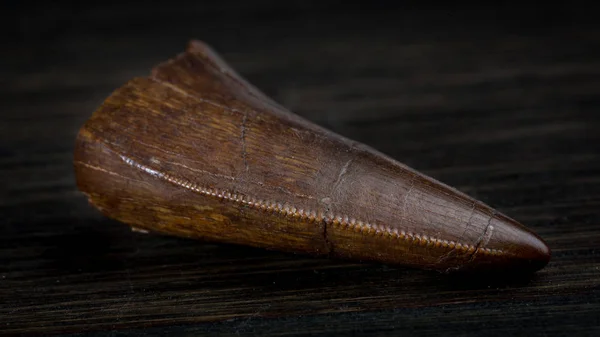 Fossilized Tyrannosaur Tooth, Likely Daspletosaurus — Stock Photo, Image