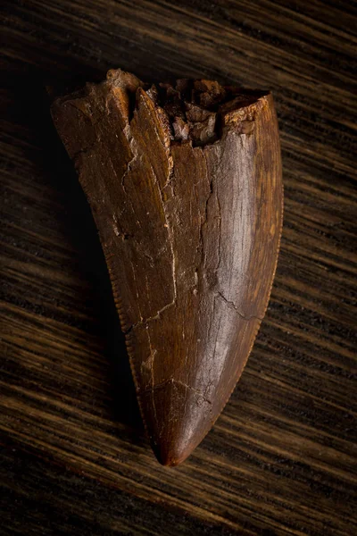 Fossilized Tyrannosaur Tooth, Likely Daspletosaurus — Stock Photo, Image