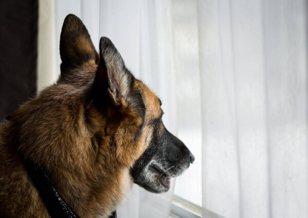 German Shepherd Dog looking out living room window