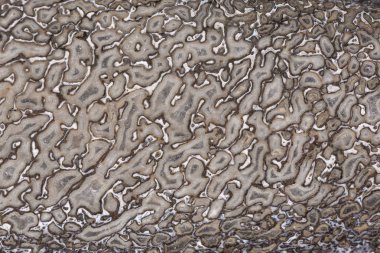 Doku Agatized dinozor kemik bölümünün