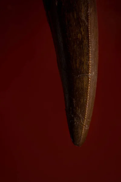 Ząb tyranozaura na czerwonym tle — Zdjęcie stockowe