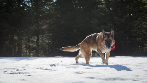 Tysken Fåraherde hund promenader genom snön mot kameran — Stockfoto