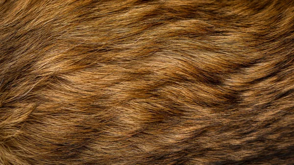 茶色とベージュの犬毛皮テクスチャ — ストック写真