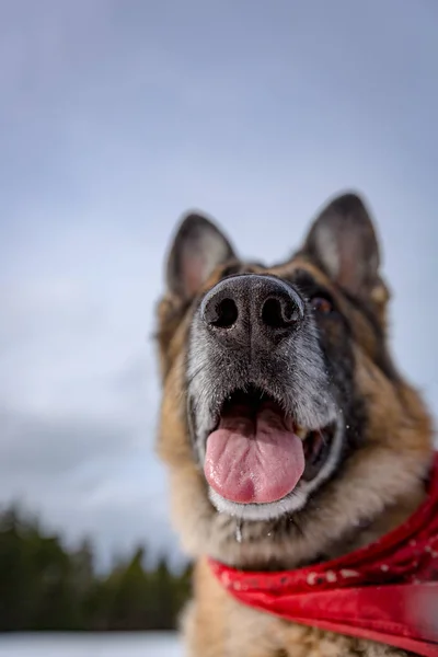 Concéntrate poco en la nariz de los perros mientras estás en la nieve — Foto de Stock