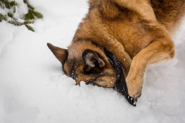 Pastor alemán sumergiéndose en una pila de nieve — Foto de Stock