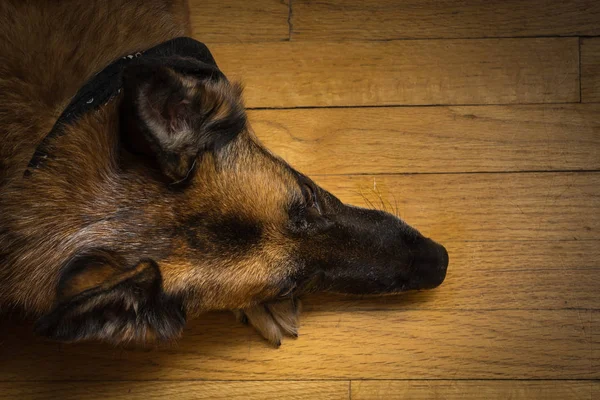 Německý ovčák pes odpočívá na dřevěnou podlahu — Stock fotografie