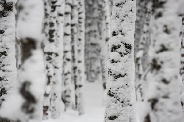 Brzozy, pokryte śniegiem — Zdjęcie stockowe