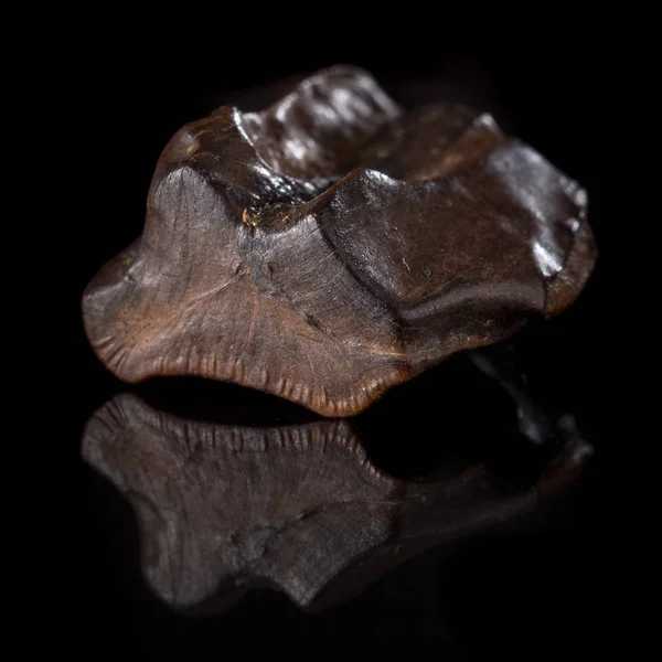 トリケラトプスの化石 Horridu ロイヤリティフリーのストック画像