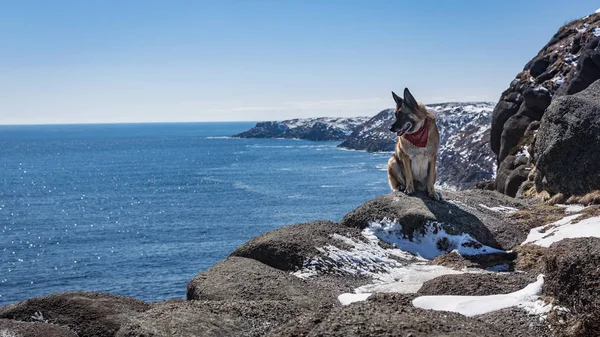ニューファンドランド ・ ラブラドール州 c の岩の上に座ってジャーマン ・ シェパード犬 — ストック写真