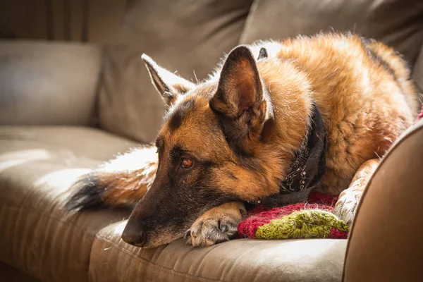 Německý ovčák pes odpočívá na zelené couch zpět prozářený sluncem — Stock fotografie