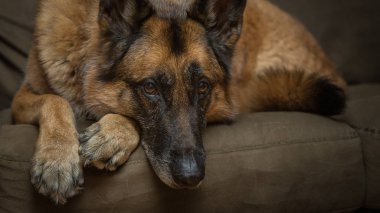 Kameraya bakarak Alman çoban köpek