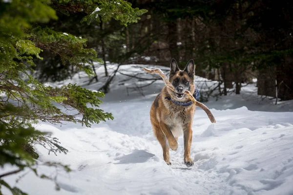 Pastor alemão cão correndo com vara na boca para baixo cobertor de neve — Fotografia de Stock