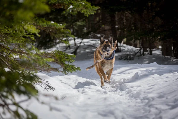 Schäfer som kör med pinne i munnen ner snö covere — Stockfoto