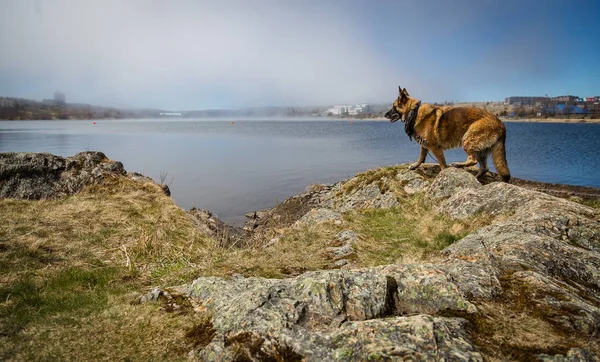 立っているジャーマン ・ シェパード犬ウェット ビディ湖で Quidi — ストック写真