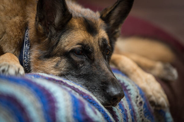 German Shepherd dog looking at camera