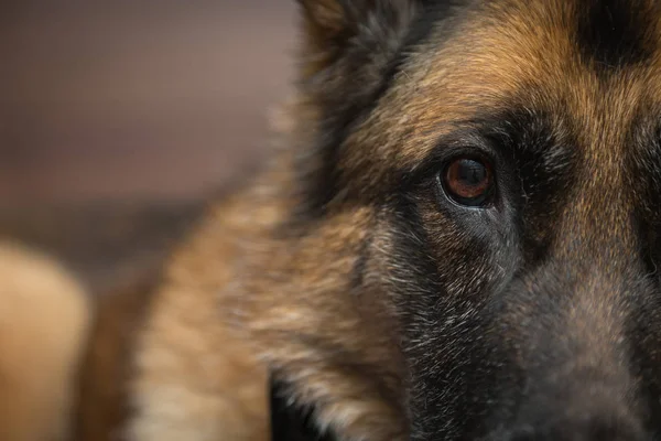 德国牧羊犬看镜头 — 图库照片