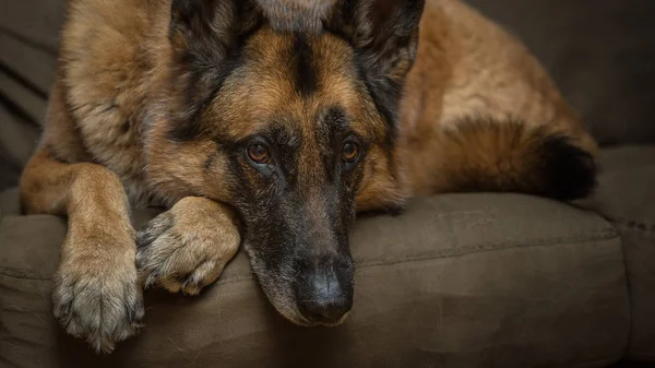カメラ目線のジャーマン ・ シェパード犬 — ストック写真