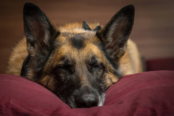 德国牧羊犬在枕头上打盹 — 图库照片