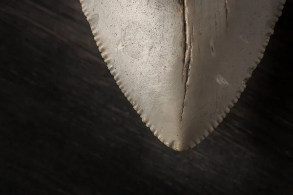 Ahşap arka plan üzerinde fosil Megalodon diş closeup — Stok fotoğraf