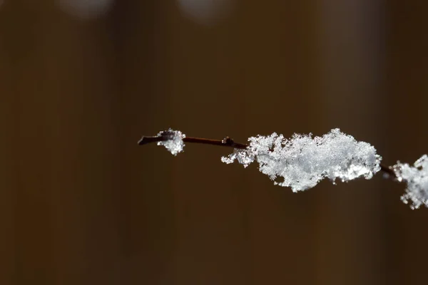 Schnee und Eis sammeln sich auf kleinen Ästen — Stockfoto