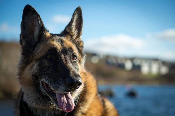 Perro pastor alemán húmedo de pie junto al lago Quidi Vidi — Foto de Stock