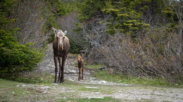 母ムースと森の中のトレイルを歩いてふくらはぎ — ストック写真