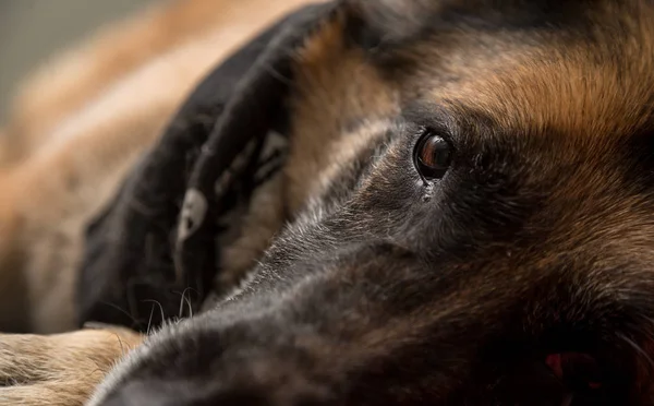 Kameraya bakarak Alman çoban köpek — Stok fotoğraf