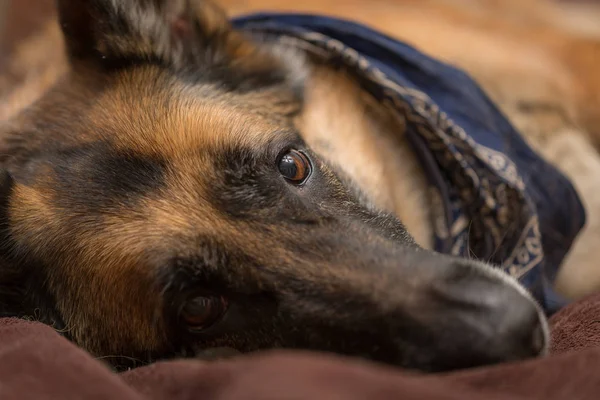 カメラ目線のジャーマン ・ シェパード犬 ストック画像