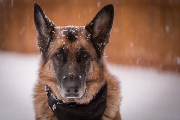 ジャーマン ・ シェパード犬の周りを賜りながらカメラ目線 ストックフォト