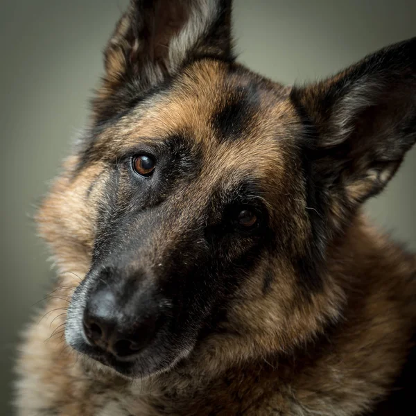 カメラ目線のジャーマン ・ シェパード犬 ロイヤリティフリーのストック写真