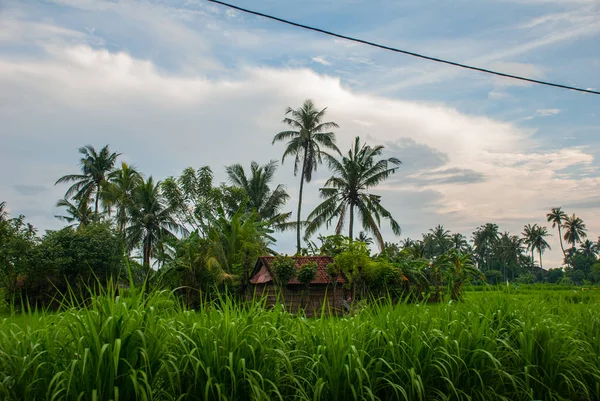 Hermoso paisaje con campos y árboles en la ciudad de Amed en Bali . — Foto de Stock