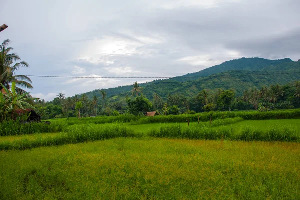 Bela paisagem com campos e árvores na cidade de Amed em Bali . — Fotografia de Stock