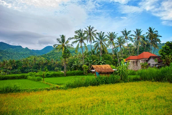 Beautiful landscape with fields and trees in the city of Amed in Bali. — Stock Photo, Image