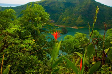 Taal Volkanı ve çiçekler Tagaytay, Filipinler