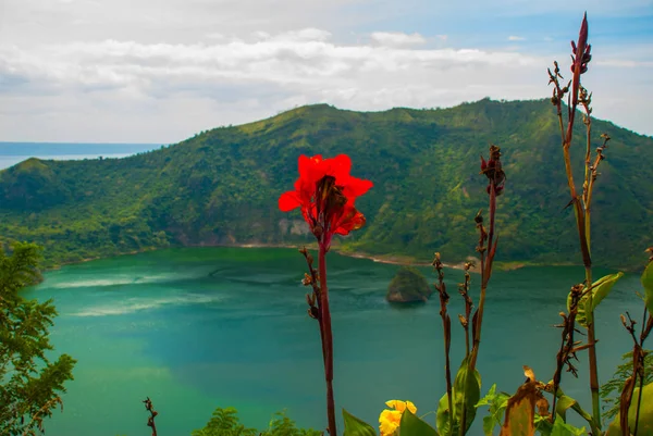 Вулкан Таал и цветы в Тагайтай, Филиппины — стоковое фото