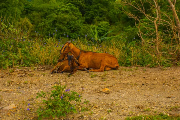 Beau paysage d'été avec une chèvre et un enfant — Photo