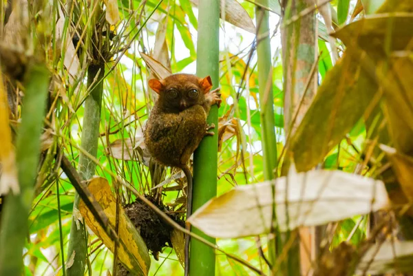 Tarsier sentado em uma árvore, Ilha de Bohol, Filipinas, Ásia — Fotografia de Stock