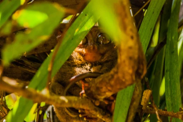 Tarsier sentado em uma árvore, Ilha de Bohol, Filipinas, Ásia — Fotografia de Stock