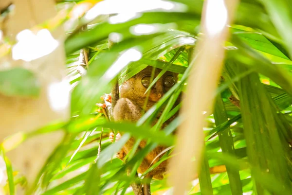 Tarsier sentado em uma árvore, Ilha de Bohol, Filipinas, Ásia — Fotografia de Stock