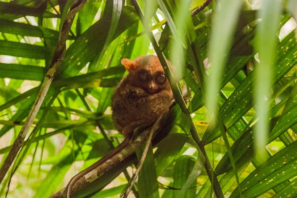 Tarsier sentado em uma árvore, Ilha de Bohol, Filipinas, Ásia — Fotografia de Stock